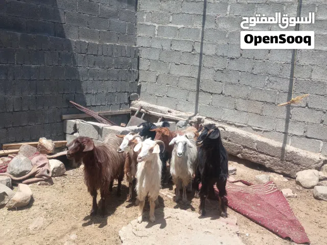 مجموعة أغنام للبيع بالجمله فقط