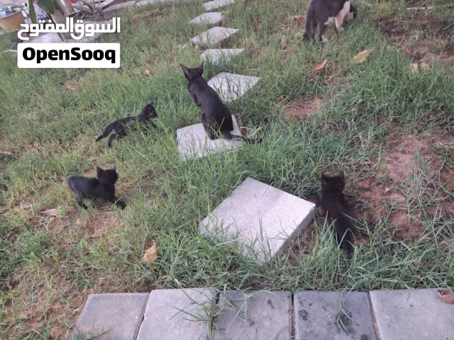4 قطط صغار