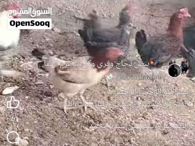6شعاري وجدي للبيع وحدة والده تب نظافة