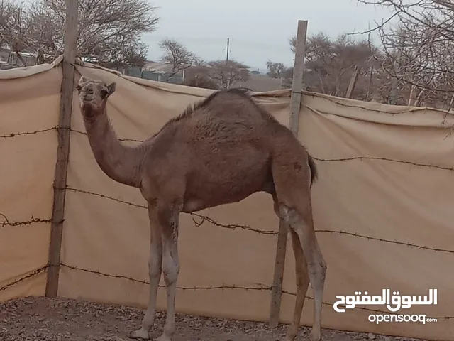 قعود سمين تحت امه