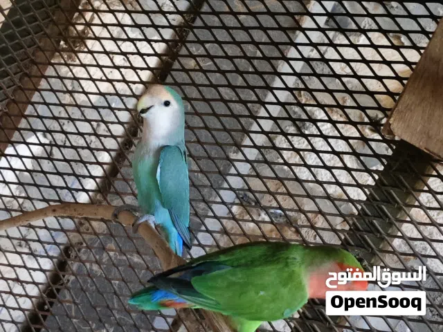 كوبية بركديلو روز ربي يبارك