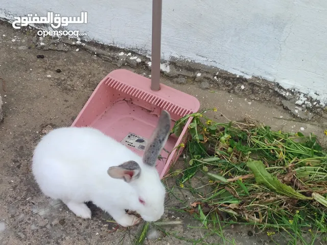أرنب ذكر فرنسي حبة أصلية شغال