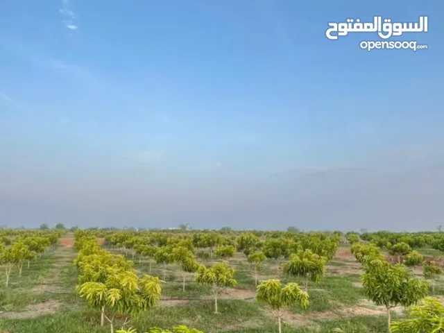Mixed Use Land for Sale in Al Hudaydah Other
