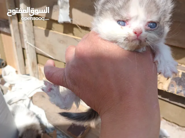 كيتن هملاياراغدول