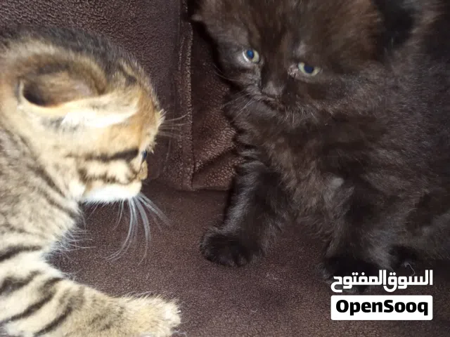 اسكتش جولد