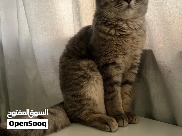 قط اسكوتلندي