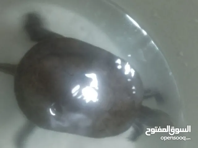 سلحفاه برمائية ذكر للبيع
