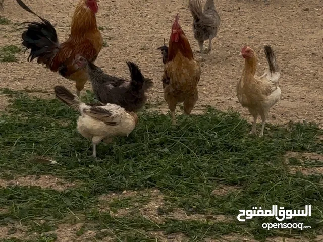 للبيع دجاج عربي بياض و دياكه