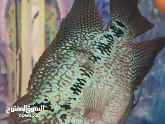 فلور للبيع