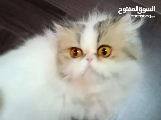 قطه فان براون مسجله بالاوراق