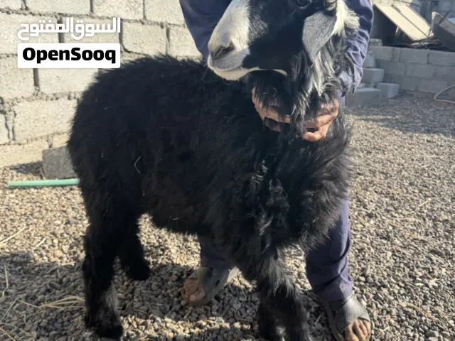 للبيع جاعده نجديا اصل وكبش تهجين نجدي