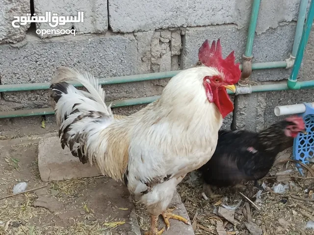 دجاج عرب بياض بصحة جيدة