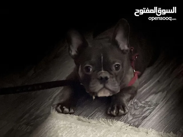 بيعه سريعهه