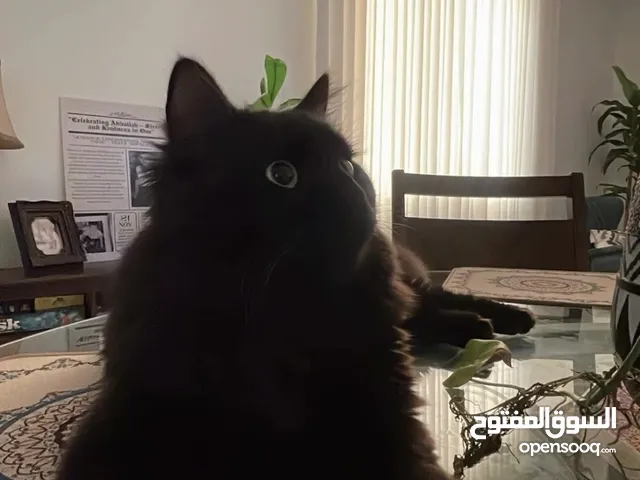 قط للتبني (مجانا)
