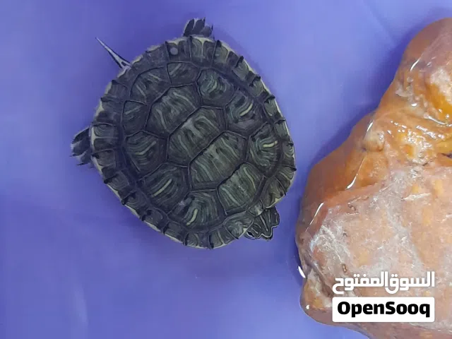 سلحفاة مائية