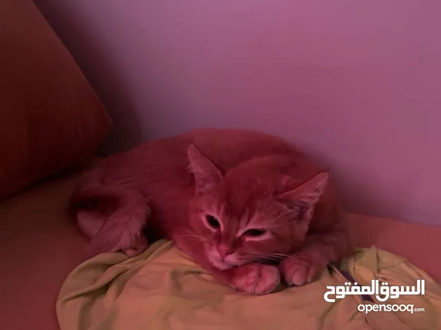 Golden Mixed Persian-Singaporean Kittens for Sale – 4 Months Old kittens loves playing alot