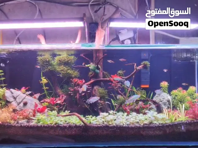 حوض كرستال مزروع بل كامل ومستقر