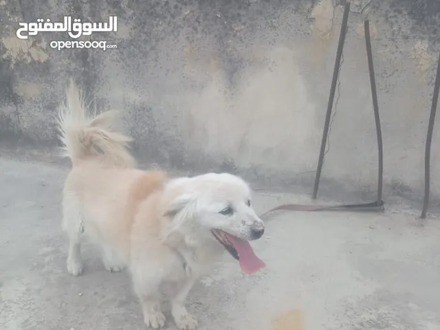 كلب زينة kokoni للبيع بسعر نار