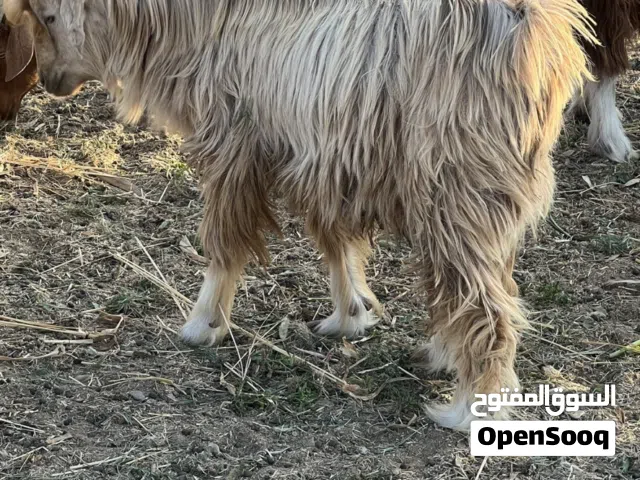 ماشاء الله ينفع تربيه او للذبح