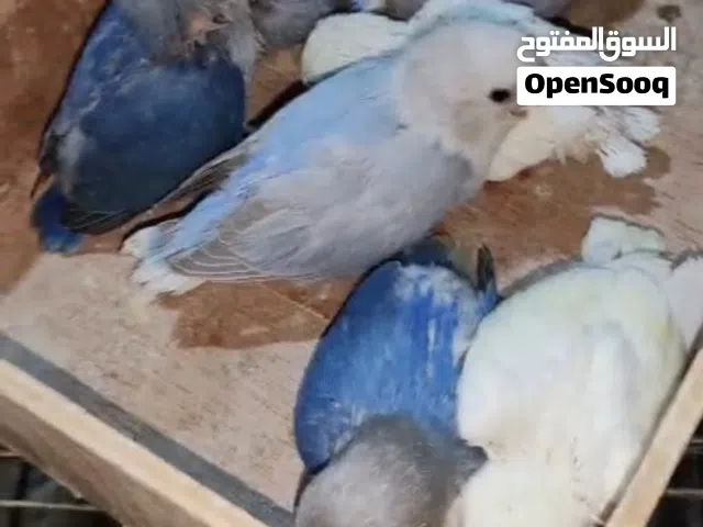 عصافير نخب اول فش فيهن شيء