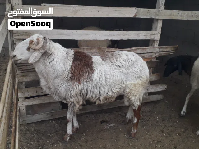 ثني للبيع يمشي عيد وكسبه التواصل ع وتس