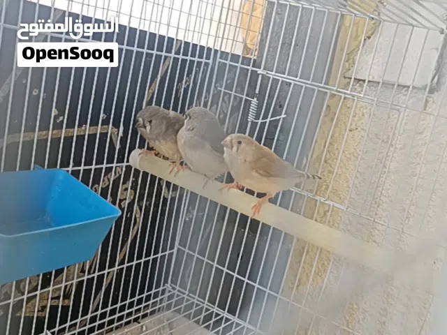 3 مخاليف بنات سوبرات