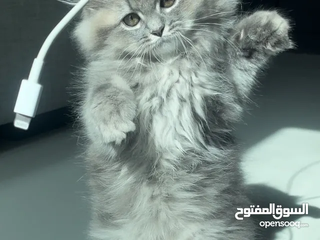 Shirazi kitten for sale