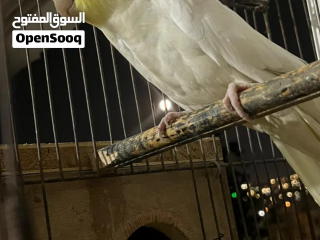 متاح جوز كوكتيل لاتينو للبيع