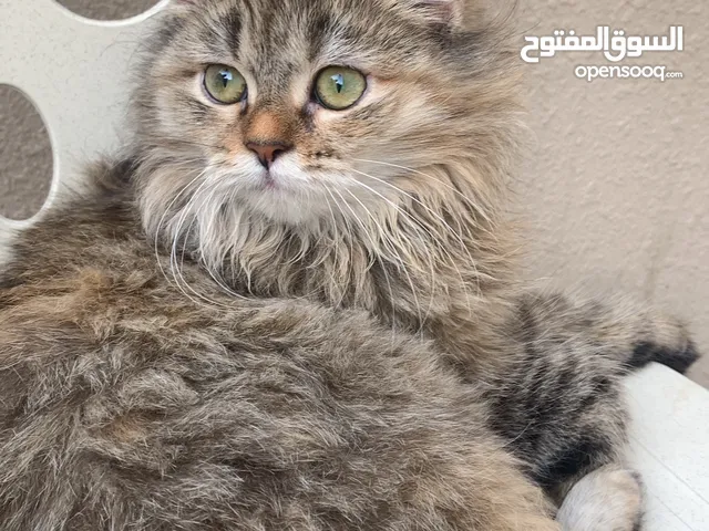 cat for sale female سنور للبيع حرمه
