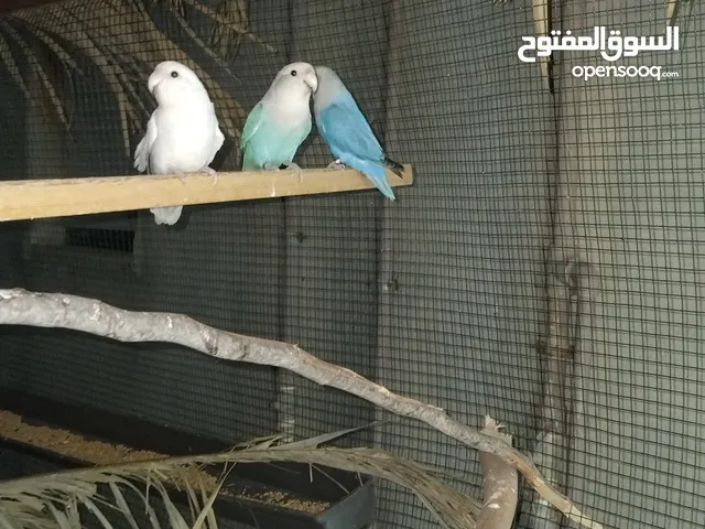 جوز روز منتج اكتر من مره مصراته