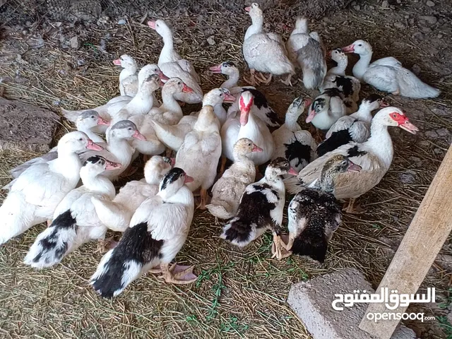 بشوش مصريات البيع الفراخ 24 فرخ والمايات 2
