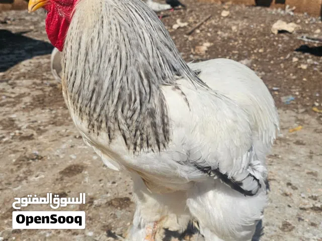 ديك كولومبي تركي نخب اول