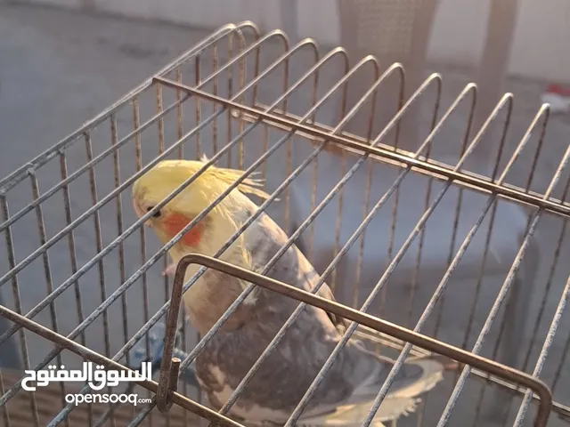 جوز كوكتيل للبيع مش للبدل