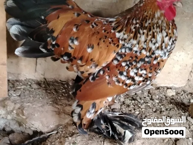 دجاج زهره الفول