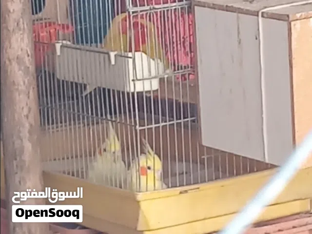 جوز كوكتيل لاتينو و جوز روز لتينو أصفر وجه احمر مع قفص 4 معلف و 2 كوخ  موجودات فل قصتل