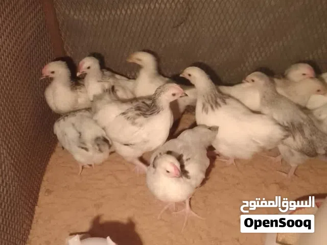 كتكوت سايكس طوق حجم ربي يبارك