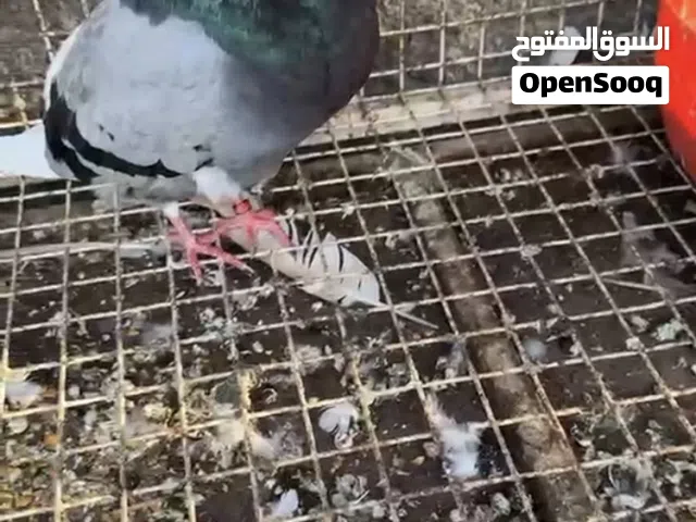 حمام نفاخ زوج
