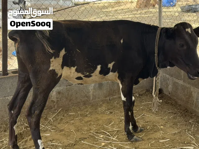 بقرة جيرسية على ظفاري