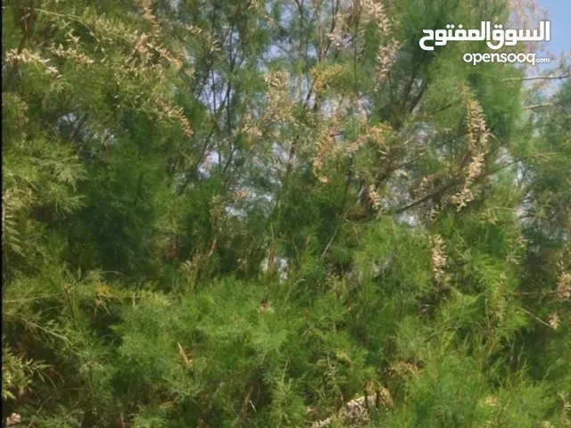 عسل أثل طبيعي إنتاج ليبيا