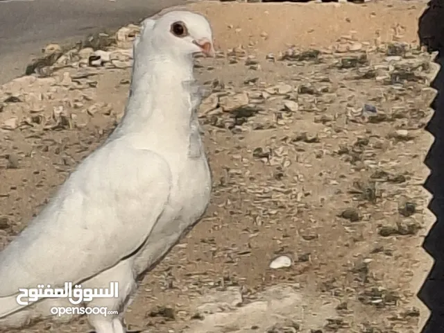 حمام كش طير حمام