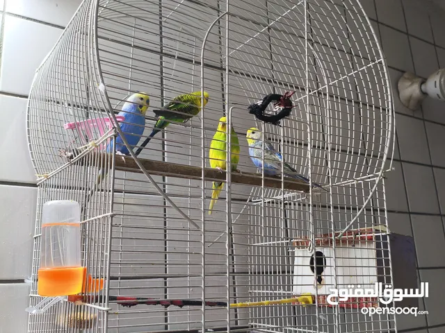 طيور بادجي (طيور الحب)