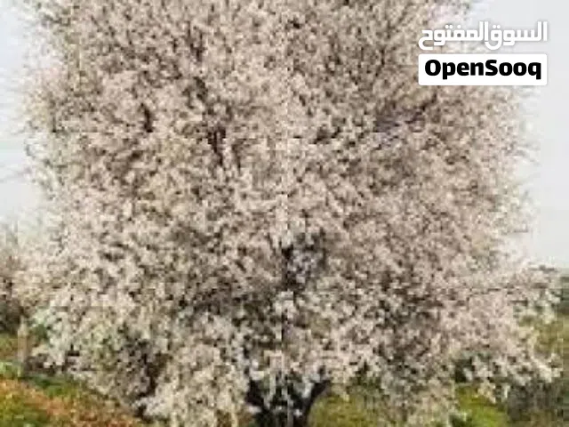 شجرة لوز للبيع