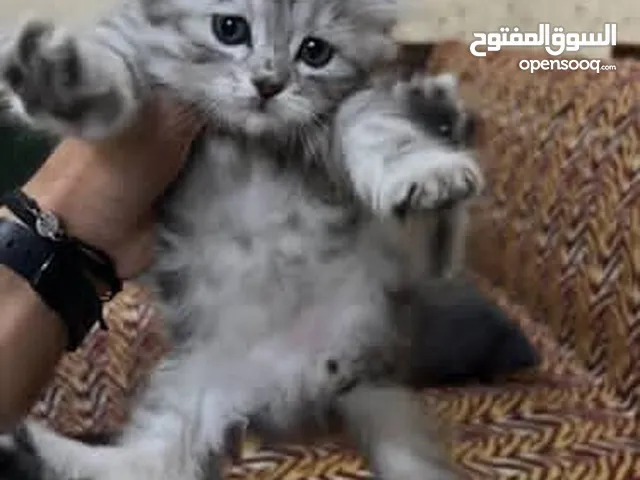 قط شيرازي عدد 2 ذكر وانثى