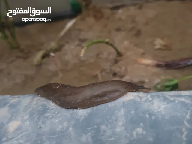 حلزونات من 0.500 إلى 2.000 دينار على حسب الحجم مناسب لتهوية التربة لتجذير النباتات اسرع