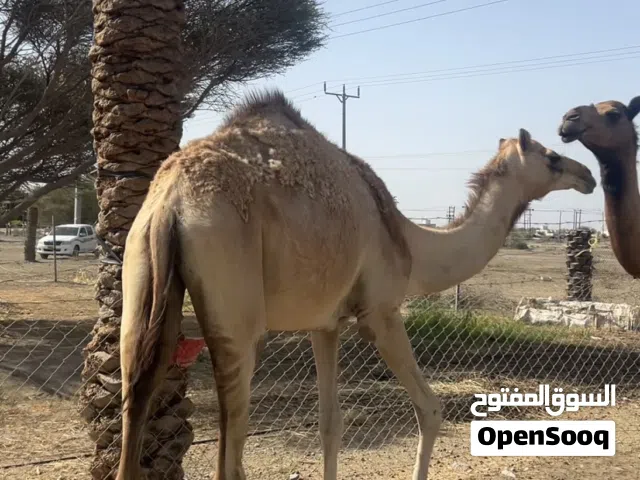 للبيع بكره حجه مامآدوبه تصلح لانتاج   ابوها شاهين الدغاش  وامها بنت صوغان شوف الفيديو موجود ف الصفحه