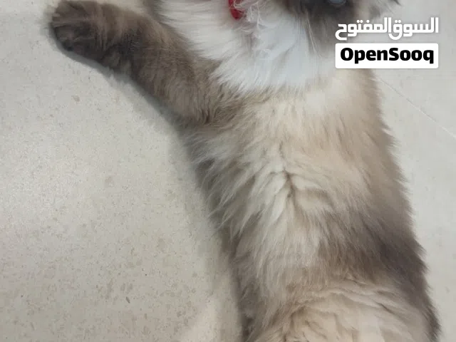 قطط للتبني