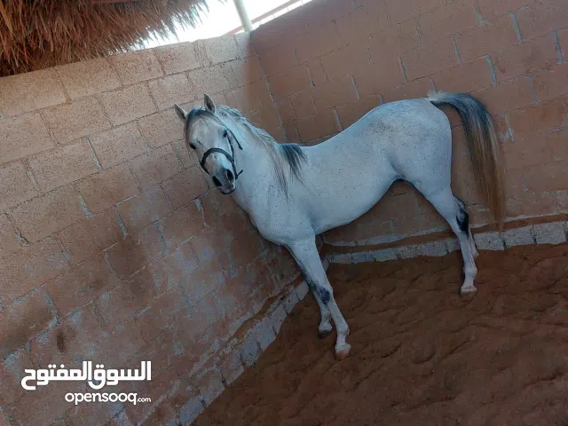 فحل عربي جمال مصري ازرق مهره عربيه جمال مصري