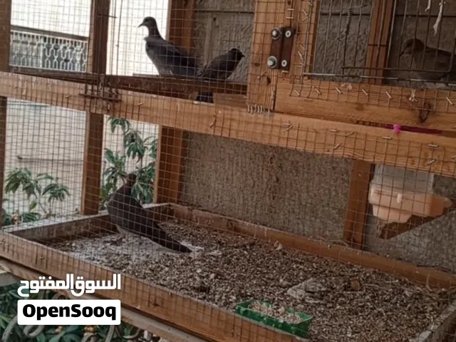 متاح حمام بري