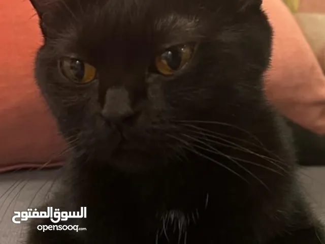 مطلوب قطه نوع بومباي