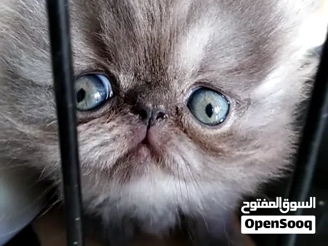 تبارك الله احسن الخالقين